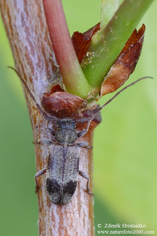 tesařík, Exocentrus lusitanus, Cerambycidae, Acanthocinini (Brouci, Coleoptera)